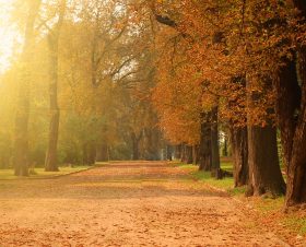 autumn-forest