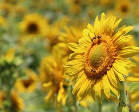 pexels-rodolpho-zanardo-803001